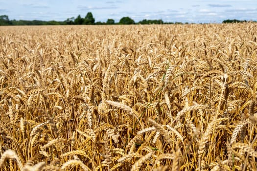 Close-up of ears of cereal crop in the field. Harvest, autumn concept. Selective and soft focus.