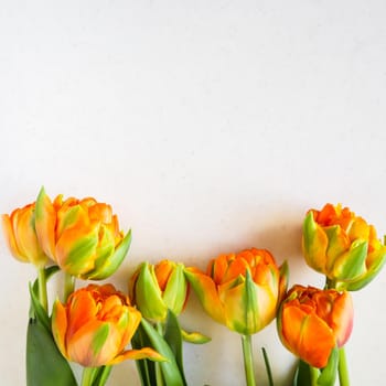 Beautiful orange tulips on white backdrop. Perfect for background greeting card