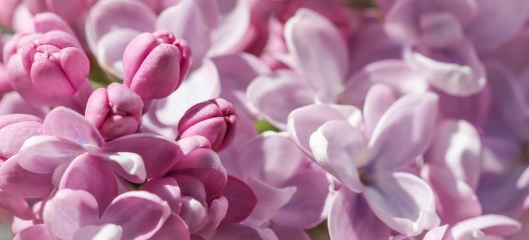 Blooming branch of purple terry Lilac in the spring garden