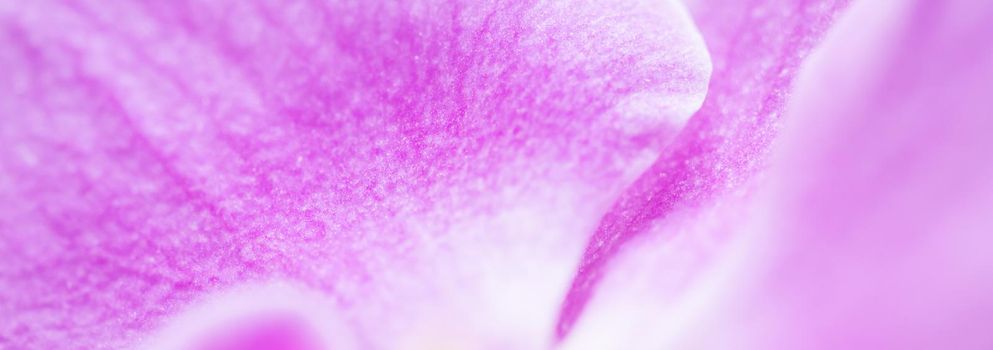 Purple orchid phalaenopsis flower fragment. Macro. Floral background.