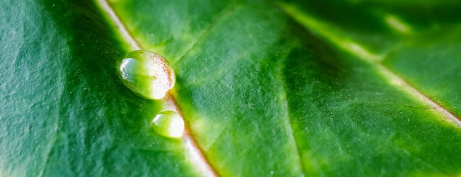 Abstract green background. Macro Croton plant leaf with water drops. Natural background for brand design