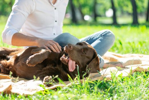 The dog lies in the park next to its owner. Spending time with friends