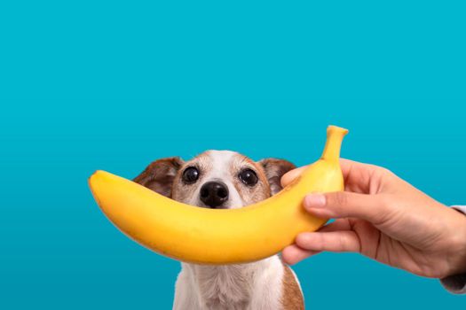 Crop hand holding bright banana in front small dog with brown and white fur looking at camera on blue background