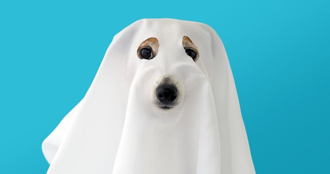 Dog sit as a ghost scary and spooky blue background