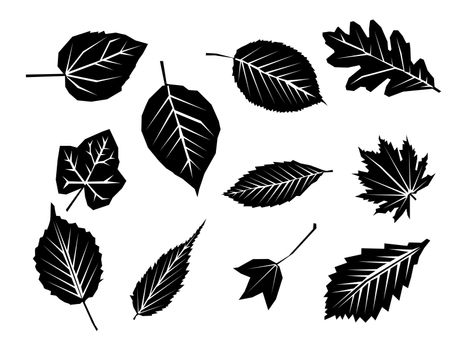 Leaves set isolated from the background. Collection black silhouettes of leaves. Leaves icon different shapes. Simple leaves tree.