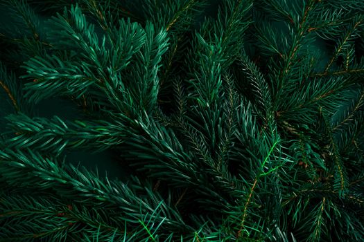 Christmas green background. Pine branches, needles and Christmas trees. View from above. Christmas nature background. December mood concept. Copy space.