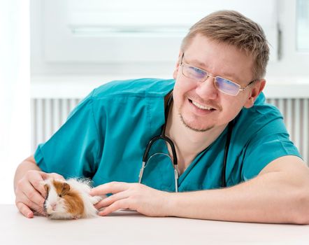 Handsome veterinarian in glasses examining guinea pig at veterinary clinic. Veterinary doctor holding small guinea pig at table and looking at camera