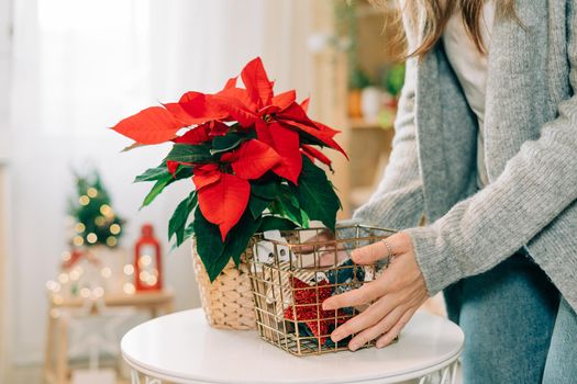 Beautiful poinsettia in wicker pot and woman hands preparing gifts in golden basket on blurred holiday decoration background. Traditional Christmas star flower