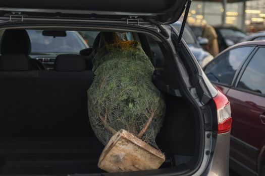 Packaged Christmas tree in the trunk of a car