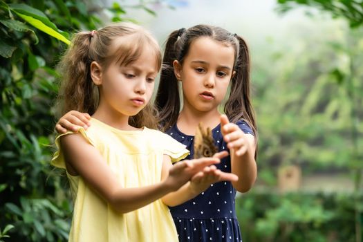 Two little sisters holding a butterfly in their hands. Children exploring nature. Family leisure with kids at summer.