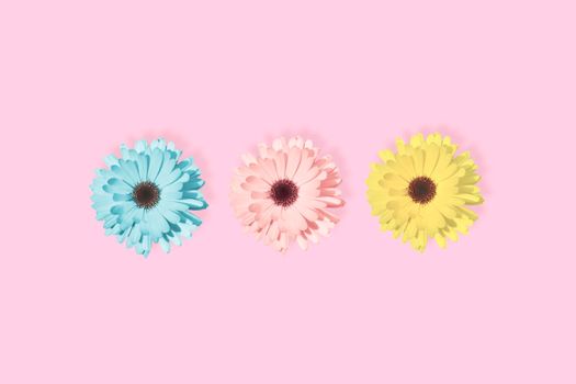 Three daisies, chamomile or gerbera flower isolated at pastel pink background. Pop art design, creative unique concept. Floral pattern with blue, pink and yellow flower in minimal style.