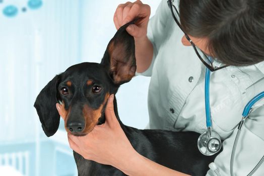 Woman veterinarian examines ear of a dachshund dog