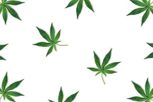 Hemp or cannabis leaf isolated on white background. Top view, flat lay. Pattern background with green leaves. Herbal alternative medicine and cannabis concept