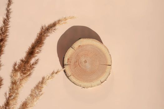 Woodcut lying on trendy beige background with pampas grass. Wooden platform with dry flowers for natural cosmetics or products presentation. Wooden tray mockup in sunlight. Top view. Autumn concept