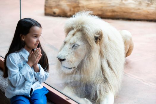 little girl and lion behind glass at the zoo