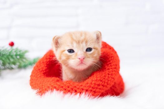 Small Christmas orange kitten is sweetly basking and looking at the camera in a knitted red Santa hat. Soft and cozy with a Christmas tree. Christmas, home comfort and new year holidays concept.