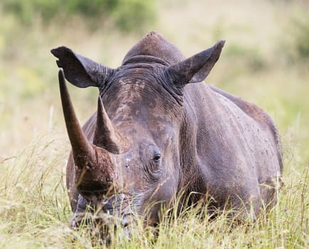 Wildlife photography is a genre of photography concerned with documenting various forms of wildlife in their natural habitat.