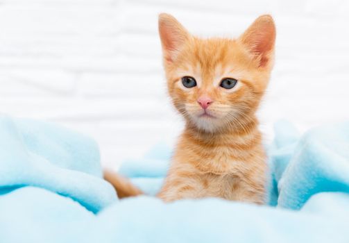 Close up ginger tabby curious kitten sits in a blue blanket and looks around. Pets concept.