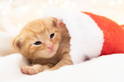 Little Christmas orange kitten lies sweet and cozy in a santa hat. Soft and cozy against the background of the New Year's garland. Christmas, home comfort and new year holidays concept.