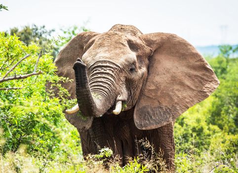 Wildlife photography is a genre of photography concerned with documenting various forms of wildlife in their natural habitat.