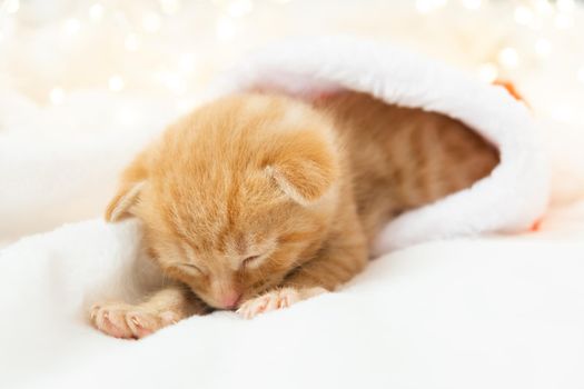 Little Christmas ginger kitten sweetly sleeps in a santa hat. Soft and cozy against the background of the New Year's garland. Christmas, home comfort and new year holidays concept.
