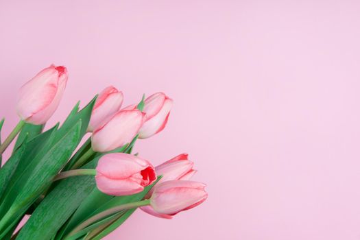 Pink tulips on a pink background copy space