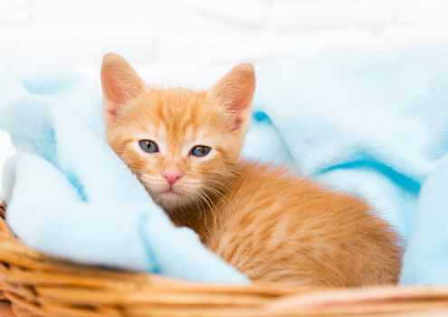 A small red tabby kitten lies comfortably in a blue blanket in a basket, looks at the camera. Concept of taking care of pets, winter and spring holidays, Easter, Christmas, New Year, Valentines Day