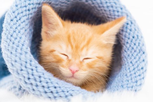Little ginger tabby kitten sleeps in a knitted blue hat. Soft and cozy. Christmas, home comfort and new year and Valentines Day holidays concept