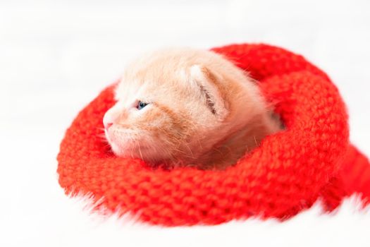 Small Christmas ginger kitten is sweetly basking in a knitted red Santa hat. Soft and cozy with a Christmas tree. Christmas, home comfort and new year holidays concept.