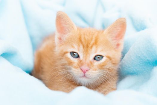 A small red tabby kitten lies comfortably in a blue blanket, looks at the camera. Concept of taking care of pets, winter and spring holidays, Easter, Christmas, New Year, Valentines Day