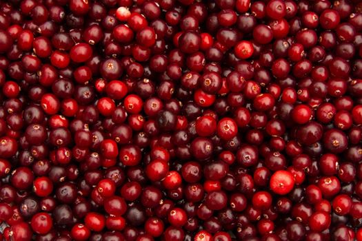 Horizontal full background of juicy red cranberries. Cranberry national holiday and Thanksgiving Day.