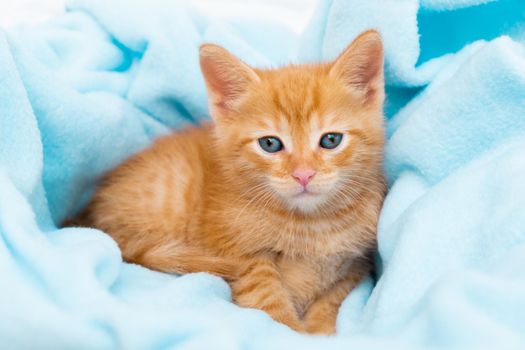 A small ginger tabby kitten lies comfortably in a blue blanket, looks at the camera. The concept of taking care of pets, winter and spring holidays, Easter, Christmas, New Year, Valentine's Day