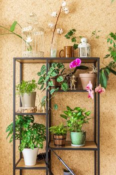 Stylish industrial open shelf cupboard filled with a lot of beautiful plants in different design pots over the brown wall. Concept of home gardening and urban jungle interior