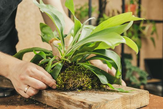 Man covering the roots of Staghorn Fern with the sheet moss. Mounting Platycerium on the wooden board DIY project