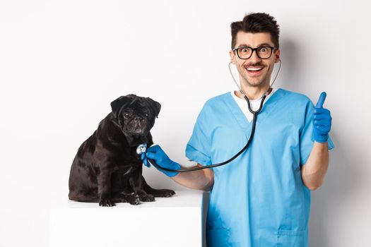 Handsome doctor veterinarian smiling, examining pet in vet clinic, checking pug dog with stethoscope, showing thumbs-up and smiling satisfied, white background.