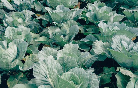 Green cabbages are growing in the garden on fertile soil