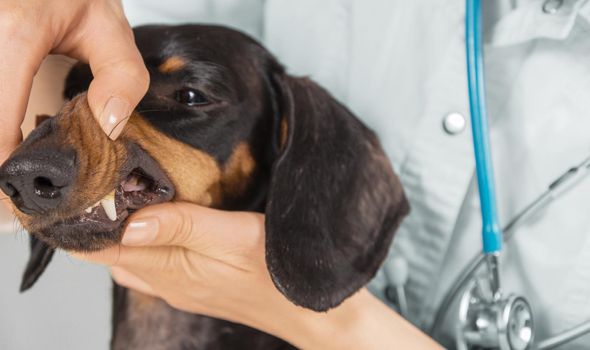 Unrecognizable female veterinarian examines teeth of a dachshund dog