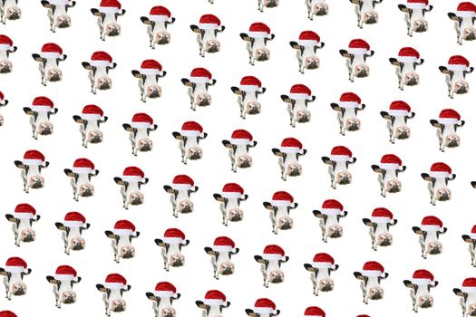 Funny cow isolated in Christmas hat pattern. Spotted Cow portrait isolated on white. Farm animals.