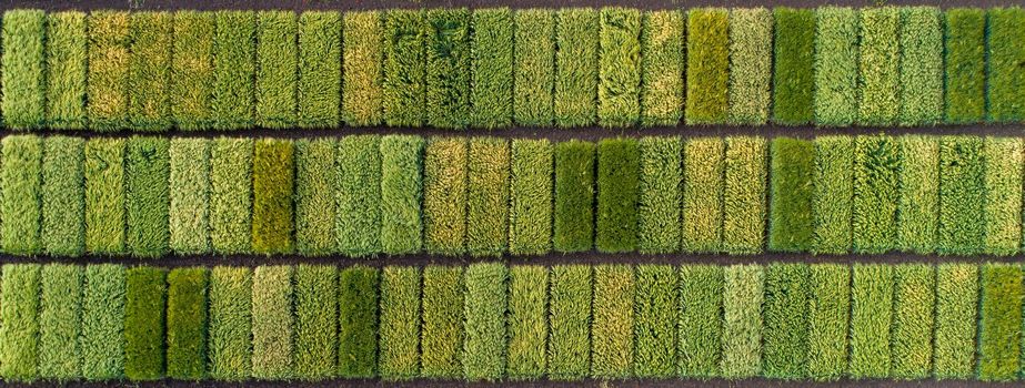 Aerial image of agricultural test plots with different sorts of cereal crops, hybrids, shoot from drone