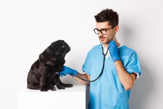 Handsome doctor veterinarian smiling, examining pet in vet clinic, checking pug dog with stethoscope, standing over white background.