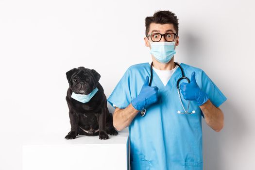 Funny black pug dog wearing medical mask, sitting near handsome veterinarian doctor showing thumbs-up, white background.