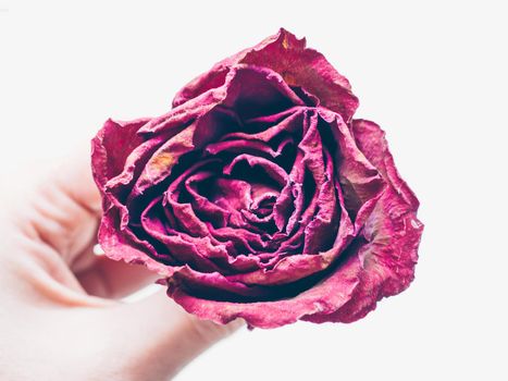 Memory, deathy, loss concept. Woman hand holding dried red rose flower isolate on white background. Traditional symbol of a broken heart and lost love. Life anf dead. Soft focus. Close up