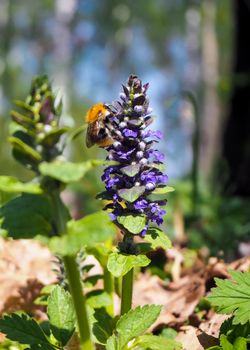 Close-up of bumblebee collecting pollen from a blue flower at spring. Bright sunny day. Nature and spring concept