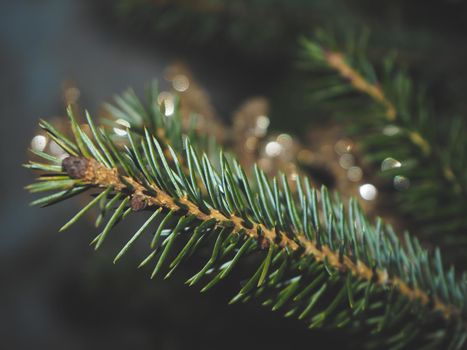 Background with macro view of green fir brunche and yellow lights. New year and Christmas concept. Golden bokeh.