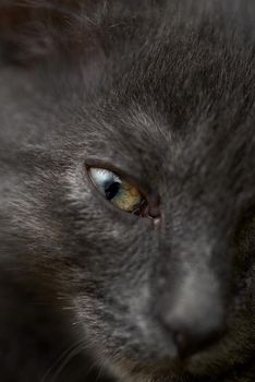 Beautiful eyes of a cat close up. Green cat's eye. Dark smoky cat.