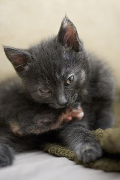 Image of a fluffy kitten of a smoky color, washes and licks its paw, looks at the camera. Family life of pets