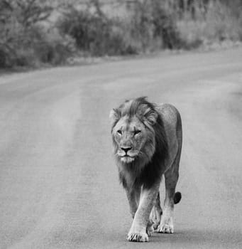 Wildlife photography is a genre of photography concerned with documenting various forms of wildlife in their natural habitat.