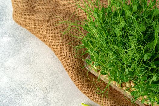 Mciro green plant growing in tray on table, copy space