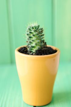 Close up view of a succulent against green wooden background