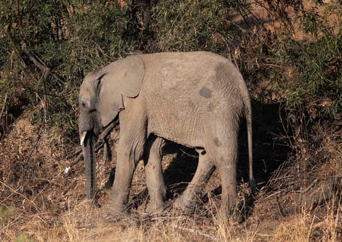 Wildlife photography is a genre of photography concerned with documenting various forms of wildlife in their natural habitat.